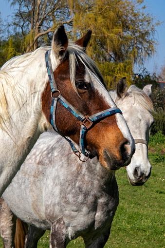 Heads of two horses Appaloosa side by side, saddle horse breed native to the northwestern United States, at 18/135, 200 iso, f 18, 1/160 second