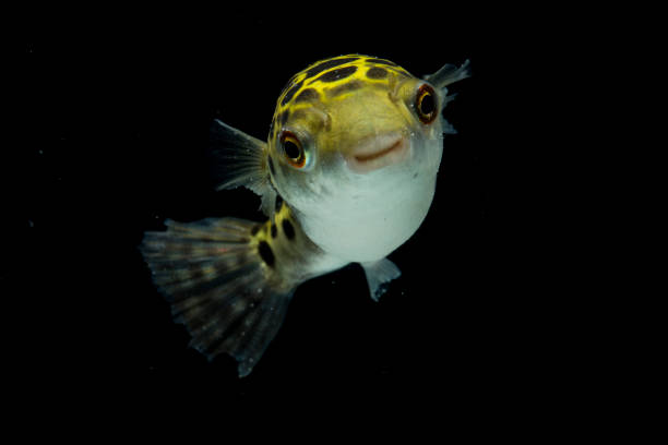istock Spotted green pufferfish  on black background 1393555449