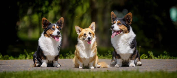 istock Welsh corgi dog with flowers 1393557365