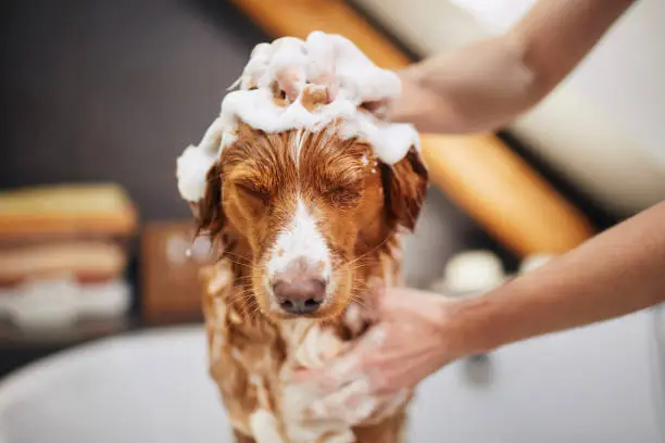 Dog taking bath at home. Bathing of Nova Scotia Duck Tolling Retriever."n