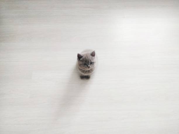 Miniature british shorthair kitten on wide floor
