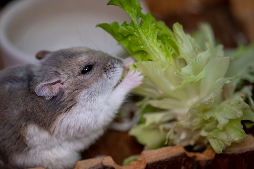 small djungarian dwarf hamster eating salad