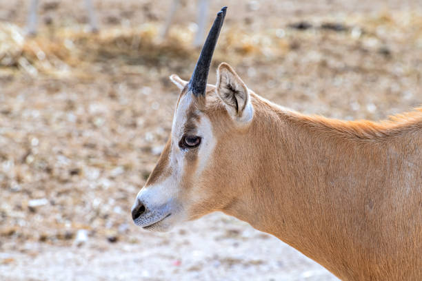 juvenile antelope scimitar horn oryx (oryx leucoryx). - oryx gazella leucoryx imagens e fotografias de stock