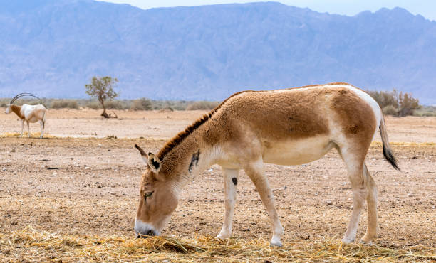 istock Onager is semi-domesticated donkey 1393561829