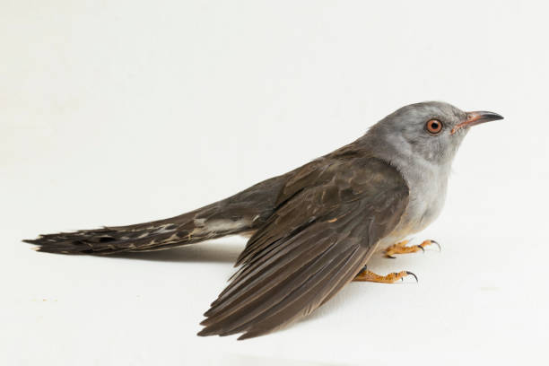 istock A plaintive cuckoo bird  on white background 1393562928