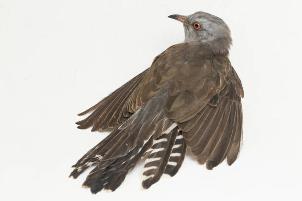 istock A plaintive cuckoo bird  on white background 1393562931