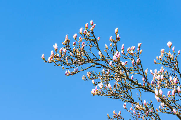 istock Magnolia campbellii blossom flowering on a springtime tree branch. 1393565262