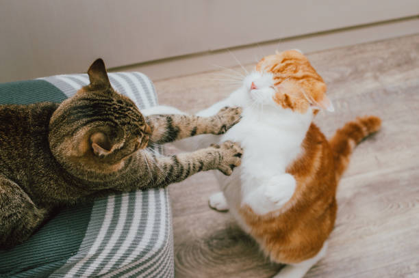 красный и серый кот играют вместе в квартире - cat fight стоковые фото и изобра�жения