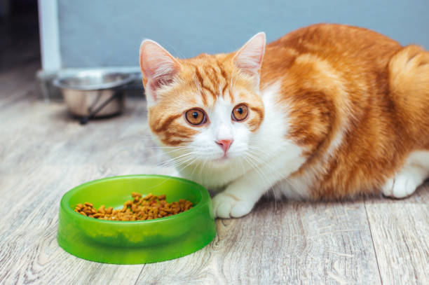 istock Red cat eats dry food from a green bowl on the floor 1393565416
