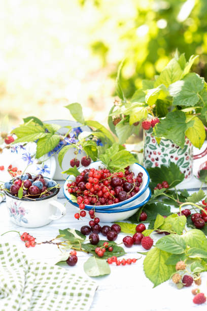 Freshly gathered juicy red currants, cherries, raspberries, blueberries in a white metal plate and cup in garden on sunny day stock photo