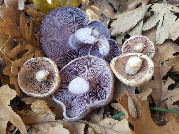 istock Purple and white mushrooms 1393567180