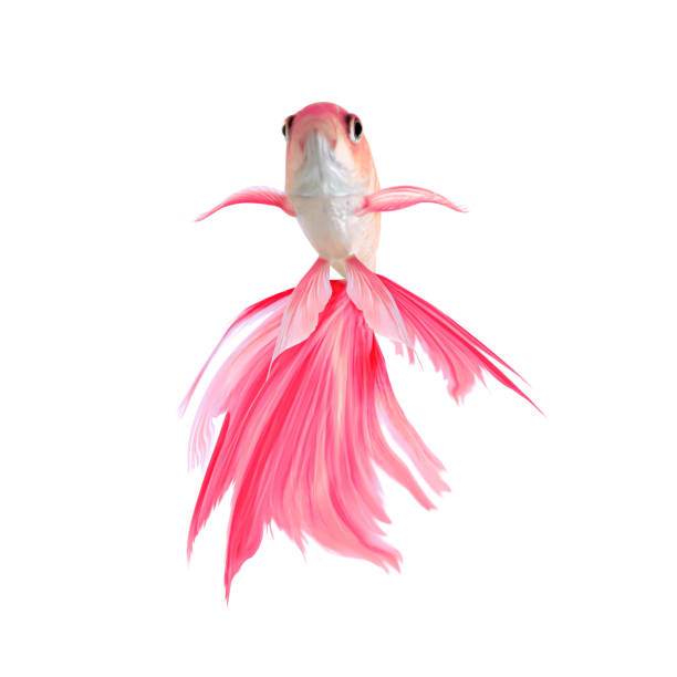 kid`s drawing of a fantasy goldfish painted with aquarelle