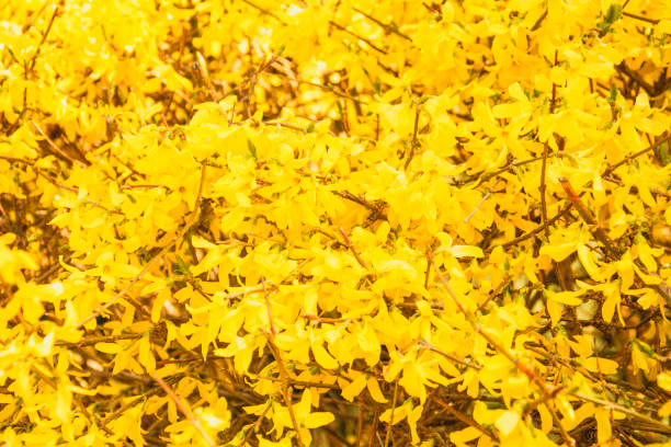 istock Beautiful flowering tree with orange leaves in spring in the park 1393568304