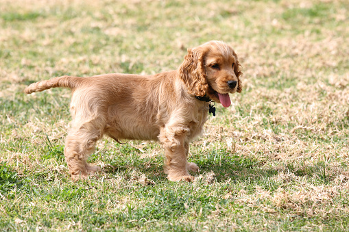 English Cocker Spaniel purebred puppy and dog