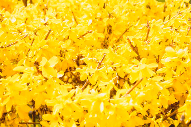 istock Beautiful flowering tree with orange leaves in spring in the park 1393568729