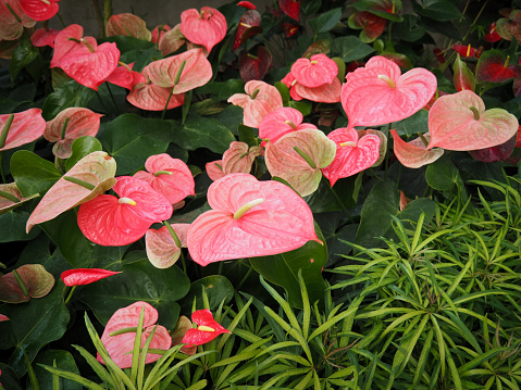 Pink Anthurium. The waxy heart-shaped flower is really a spathe or leaf which grows from the base of spadix or real flower. Other names; Painted Tongue, Flamingo Flower, Flamingo Lily or Tail Flower.