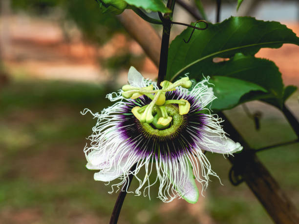 Passiflora edulis flower or Passion fruit.