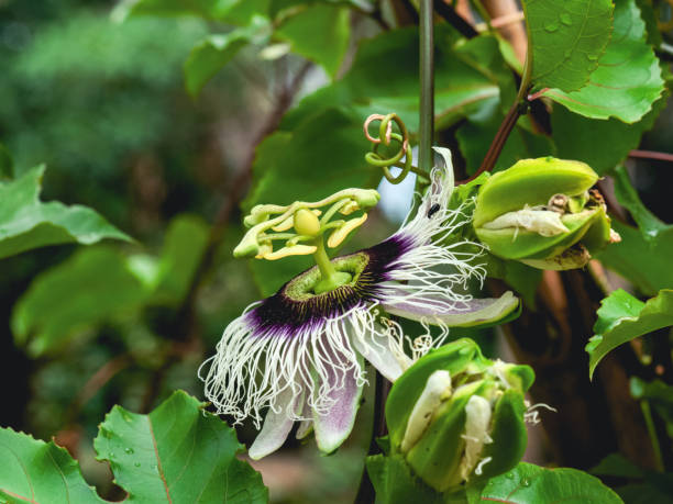 Passiflora Edulis flower or Passion fruit.