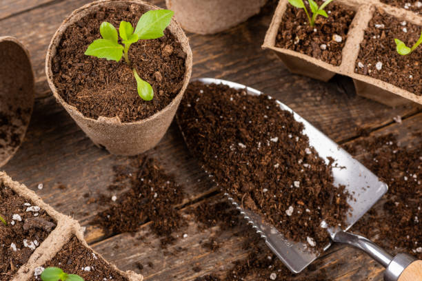 istock Potted flower seedlings growing in biodegradable peat moss pots. Zero waste, recycling, plastic free concept. Transplanting seedlings top view. 1393575992