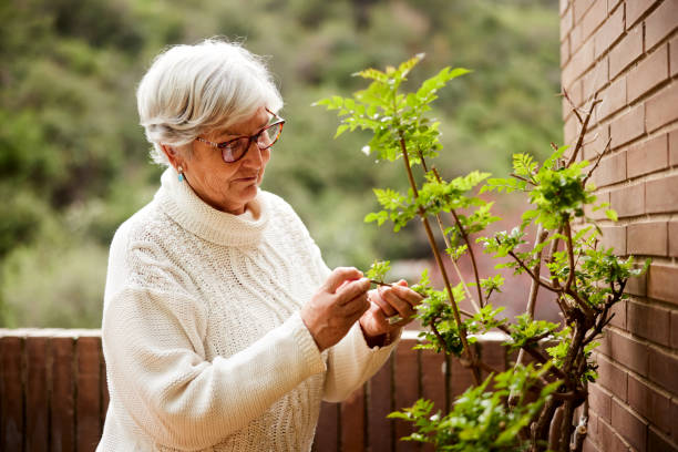 istock Senior woman at home pruning a plant. 1393576517