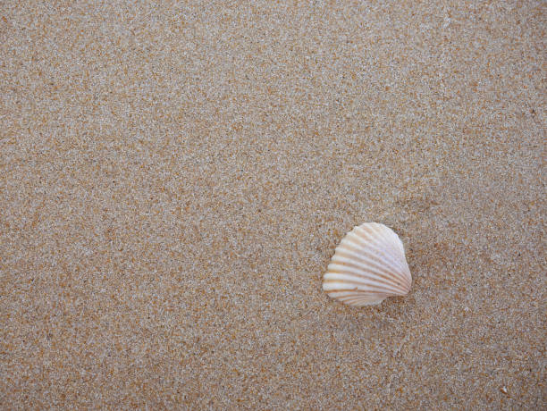 istock Close up Top view of a seashell on the sand with copy space 1393577071