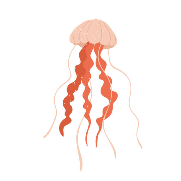 ピンクのクラゲと後続する触手。海洋動物を泳ぐ。海や海の透明な生き物の美学。漫画スタイルのベクターイラスト。孤立した白い背景。 - jellyfish点のイラスト素材／クリップアート素材／マンガ素材／アイコン素材