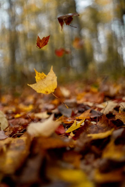 Colorful autumn leaves falling to the ground during fall in the Midwest woods.