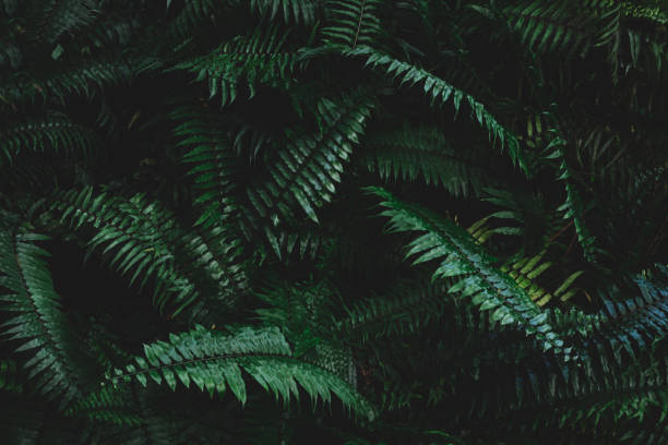 istock Tropical foliage green dark background 1393578555