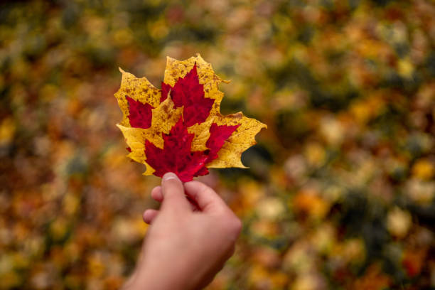 istock Hand Holding Red and Yellow Leaves during the Fall 1393578653