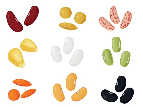 Kidney beans. Beans in cartoon style. Healthy vegetarian food illustration. Vector illustration