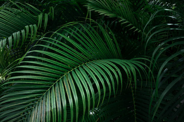 Close up palm tree
