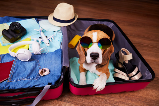 A beagle dog wearing sunglasses is lying in an open suitcase with things. Summer travel, preparation for the trip, packing of luggage.