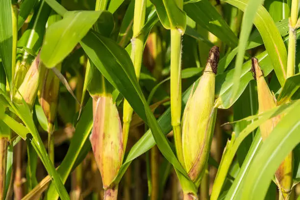 Closeup of cornfield with corn ear and silk growing on cornstalk. Concept of crop health, pollination and fertilization