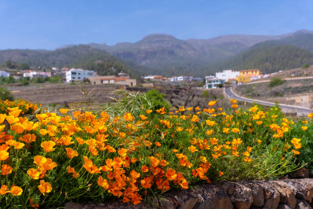 Orange flowers in the village of Vilaflor in the Teide Natural Park of Tenerife, Canary Islands Orange flowers in the village of Vilaflor in the Teide Natural Park of Tenerife, Canary Islands village vilaflor on tenerife stock pictures, royalty-free photos & images