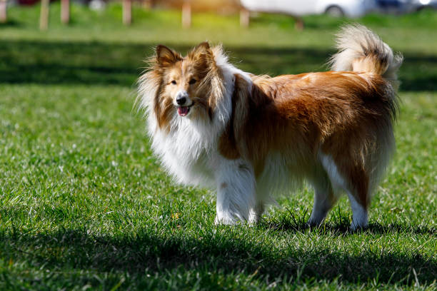 istock Fluffy sheltie dog on a green meadow. 1393581832