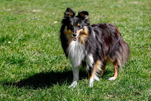 istock Sheltie dog on a green meadow. 1393581843
