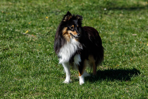 istock Sheltie dog on a green meadow. 1393581867