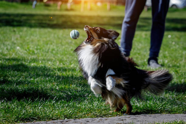 istock Sheltie dog is playing with a ball. 1393581870