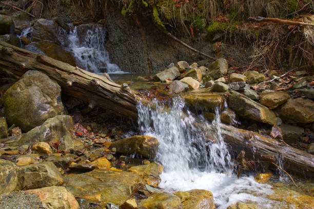 Mountain stream in the Ukrainian Carpathians. A log of an old spruce is washed by the water of a stream.