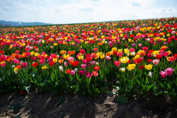 istock Tulip field with different colour tulips. Sunny weather in spring. 1393583353