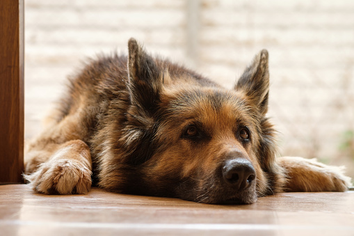 German shepherd dog is lying on the porch, close up