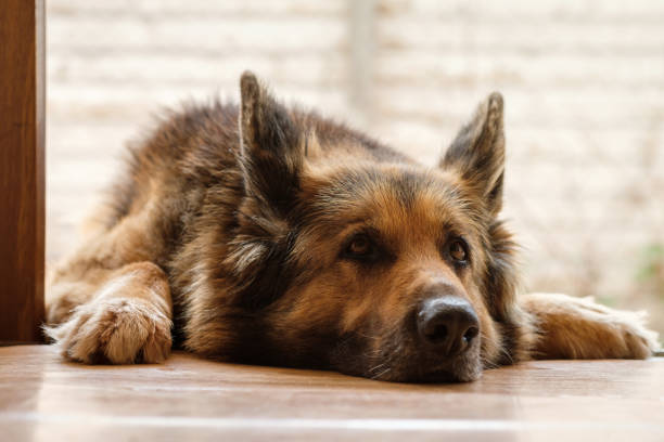 German shepherd dog is lying on the porch, close up stock photo