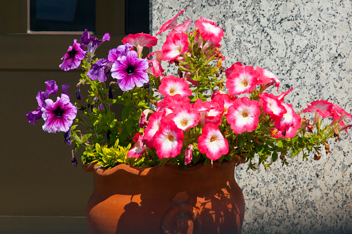 Window decorated with petunias flower pot, A Coruña province, Galicia, Spain.