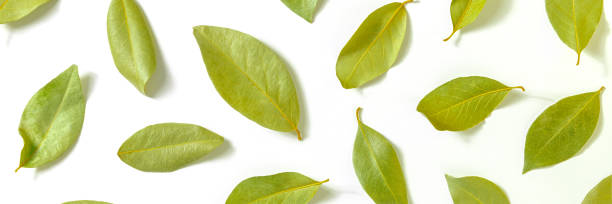 istock Bay leaf panorama. A pattern of dry laurel leaves, overhead flat lay shot 1393585039