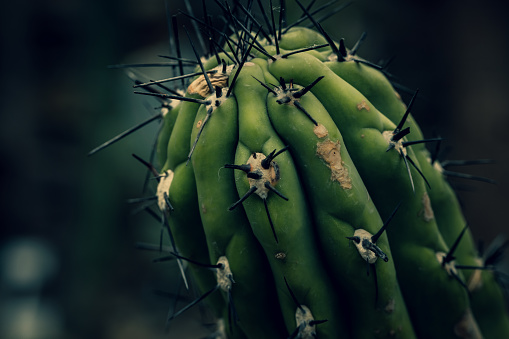 Cactus, a botanical study of nature