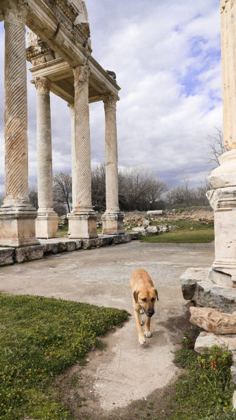 istock Aphrodisias keepers dogs 1393586927