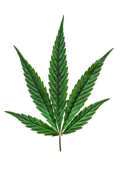 cannabis, marijuana leaf on white stock photo