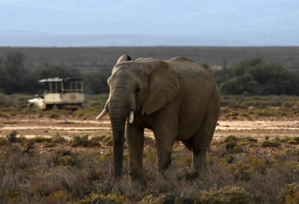 istock Inverdoorn Private Game Reserve 1393587840