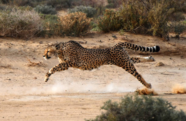istock Inverdoorn Private Game Reserve 1393588145