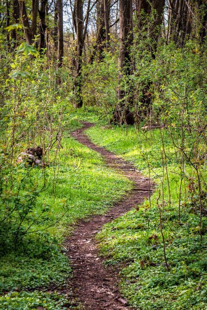 istock curvy pathway in the middle of a forest surrounded by green plants and trees 1393588151